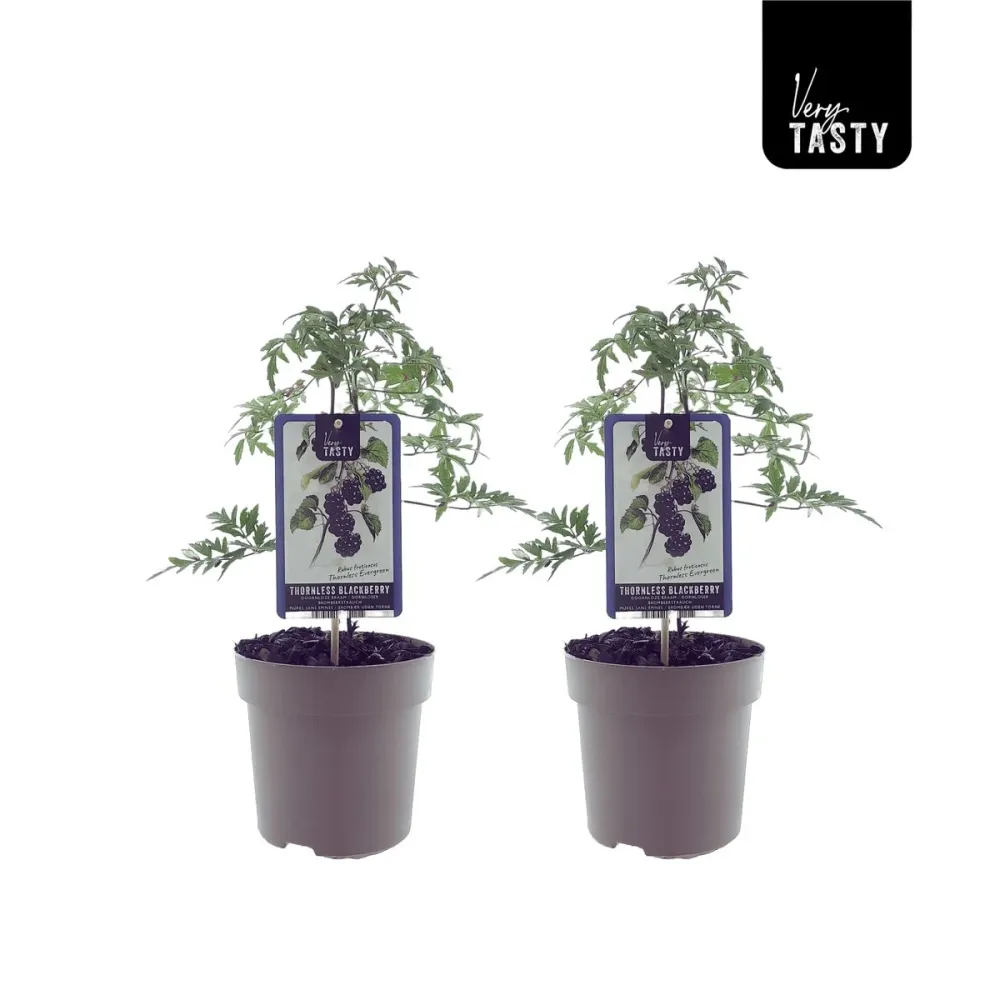 Mur fara spini, vesnic verde, cu productii uriase - Rubus fruticosus 'Thornless Evergreen' (Oregon Thornless)