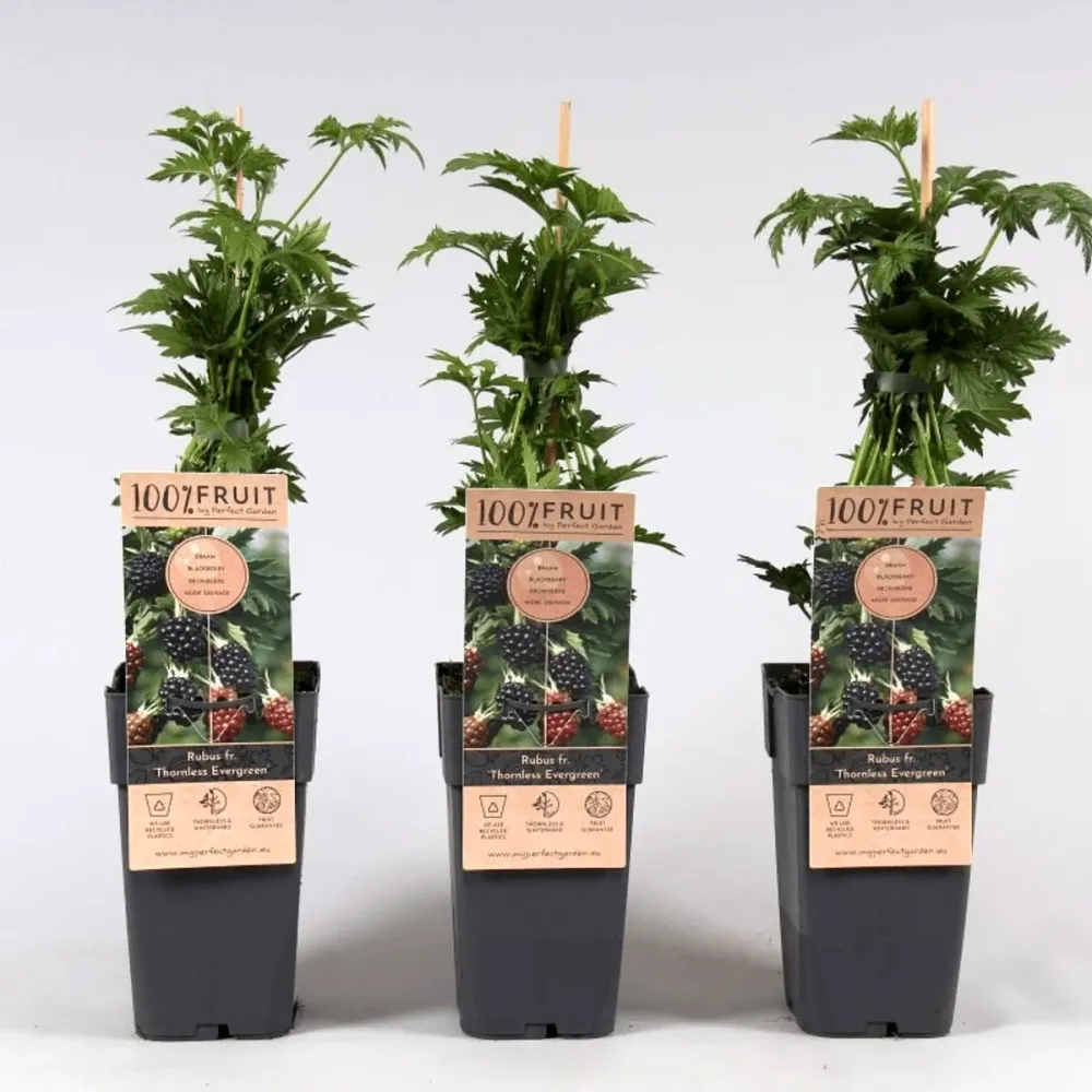 Mur fara spini, vesnic verde, cu productii uriase - Rubus fruticosus 'Thornless Evergreen' (Oregon Thornless)