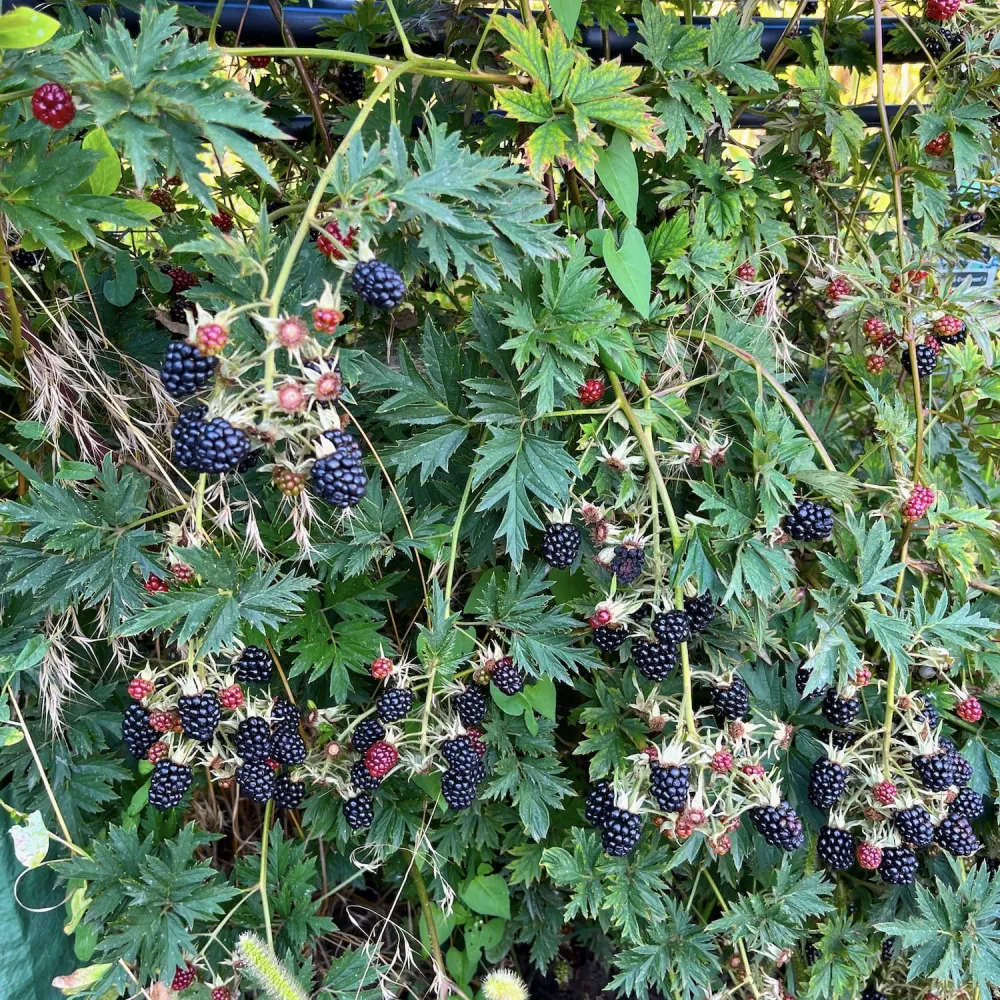 Mur fara spini, vesnic verde, cu productii uriase - Rubus fruticosus 'Thornless Evergreen' (Oregon Thornless)
