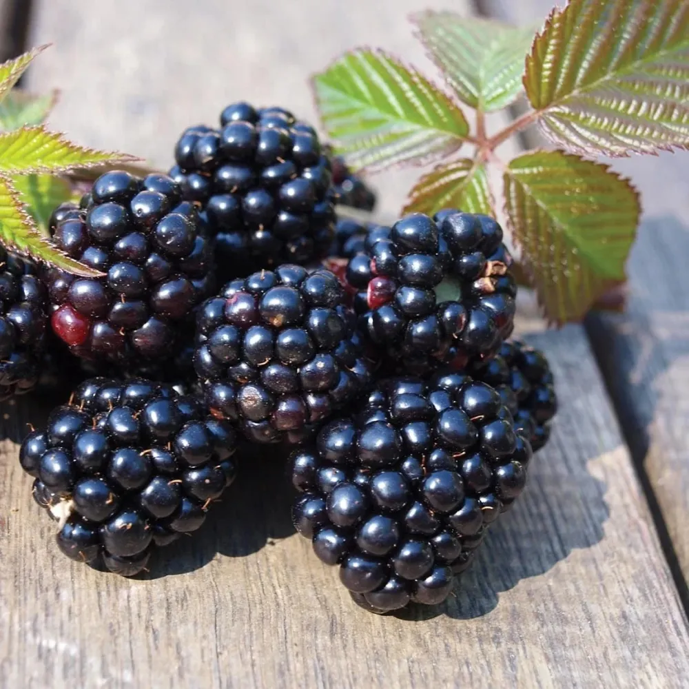 Mur productiv fara spini - Rubus fruticosus 'Chester'