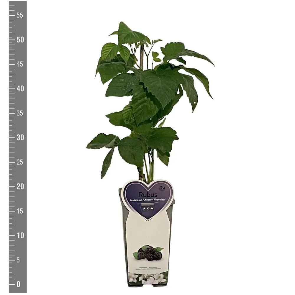 Mur productiv fara spini - Rubus fruticosus 'Chester'