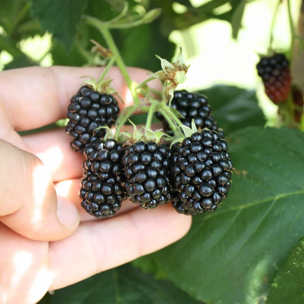 Mur remontant fara ghimpi, fructe mari - Rubus fruticosus 'Black Satin' D9