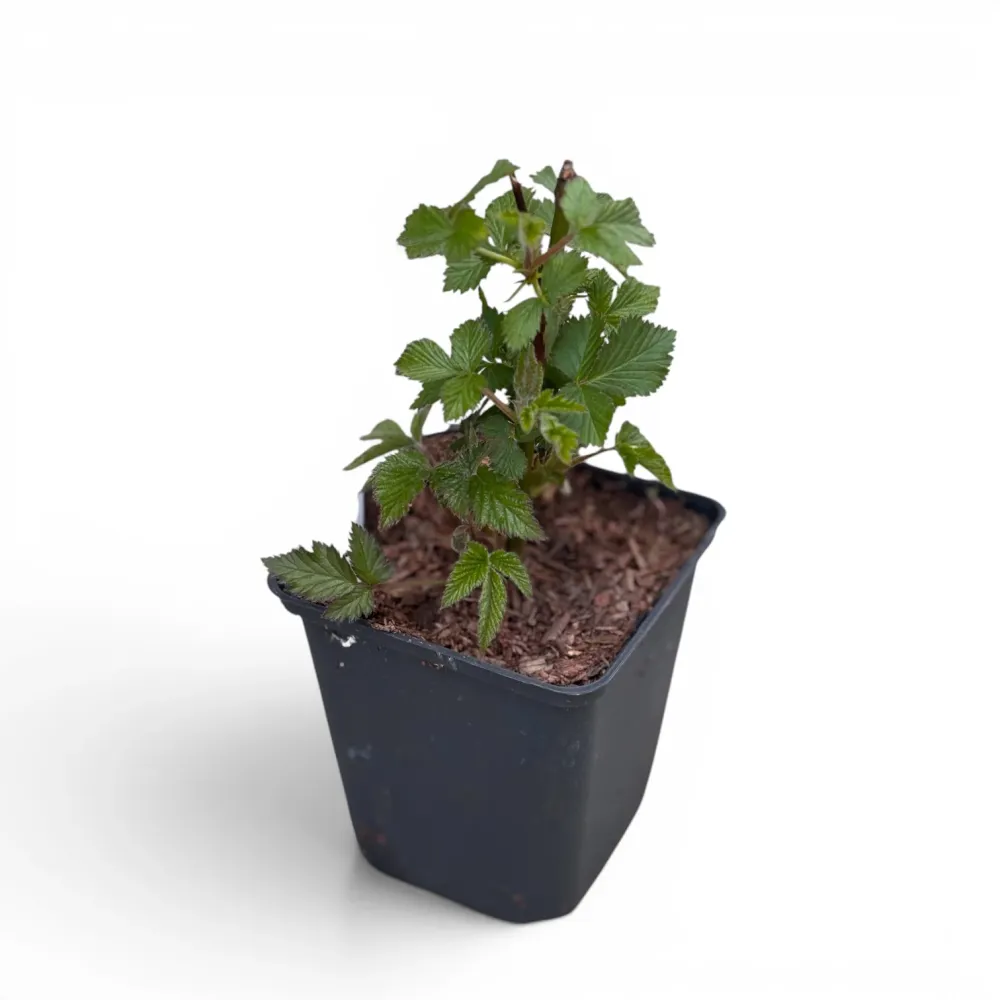 Mur remontant fara ghimpi, fructe mari - Rubus fruticosus 'Black Satin' D9