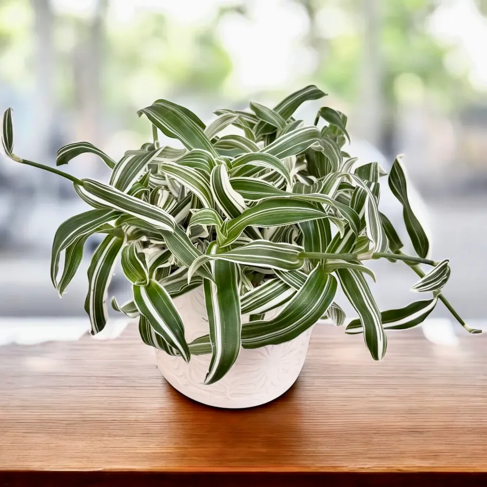 Murdannia loriformis ‘Alba Aquilone’ - eleganta delicata pentru spatii mici si luminoase