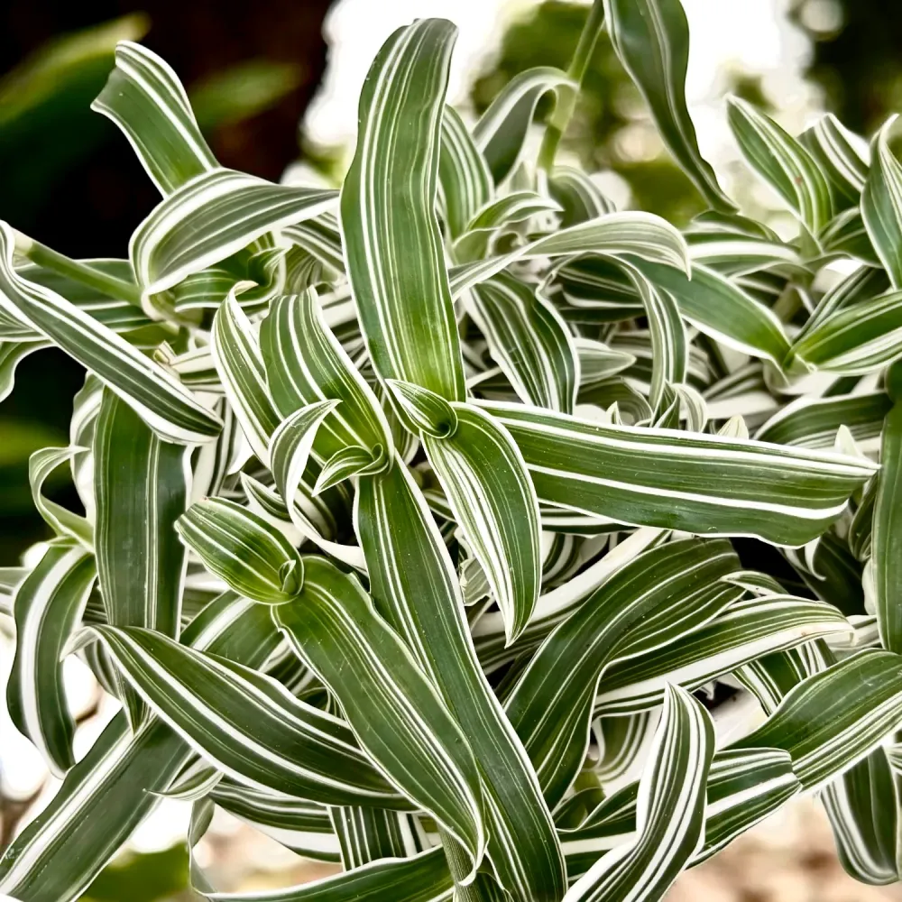 Murdannia loriformis ‘Alba Aquilone’ - eleganta delicata pentru spatii mici si luminoase