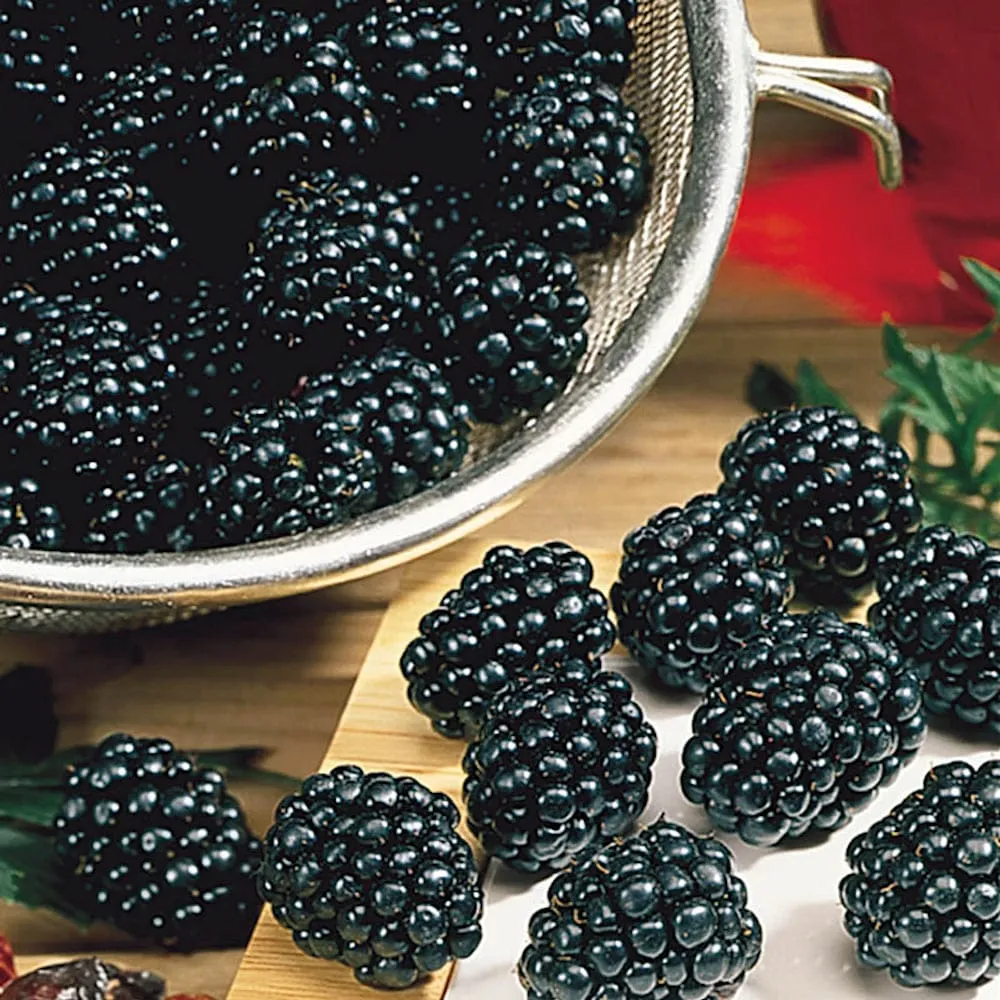 Mure uriase, fara spini - Rubus fruticosus 'Loch Ness' (100% biologic)