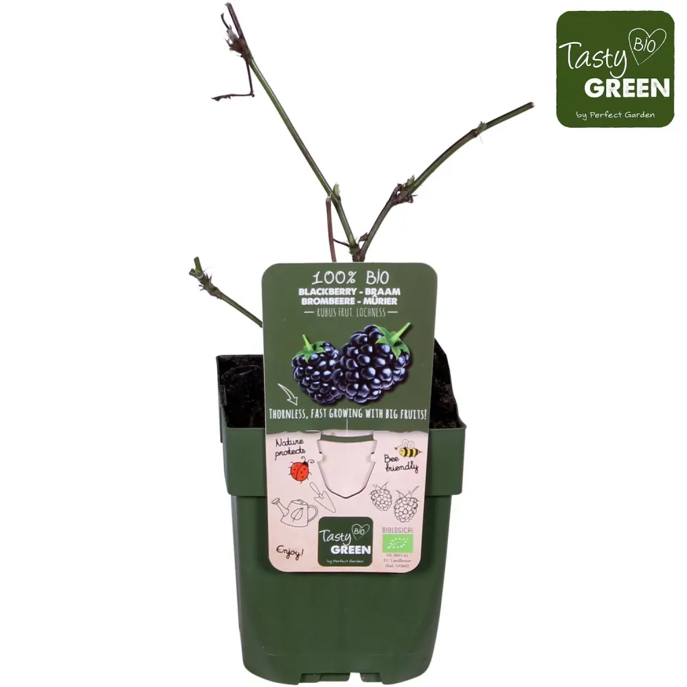 Mure uriase, fara spini - Rubus fruticosus 'Loch Ness' (100% biologic)
