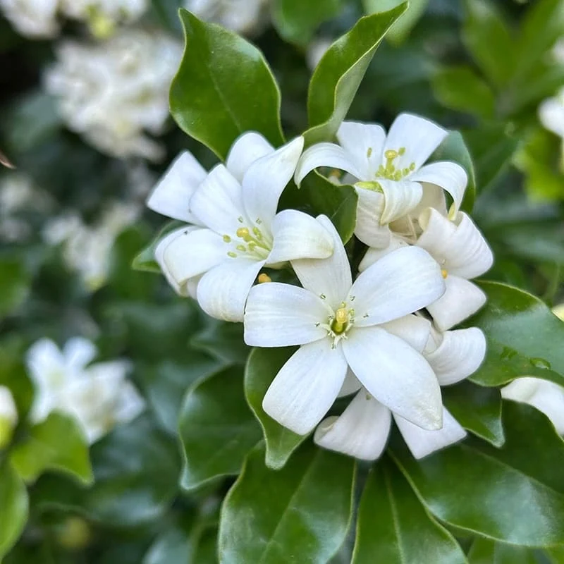 Murraya paniculata (Orange Jasmin) - Exemplare mari, mai multe plante/ghiveci