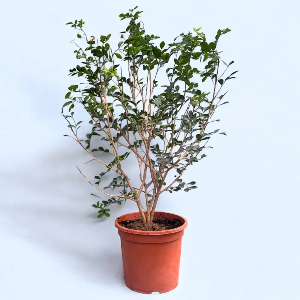 Murraya paniculata (Orange Jasmin) - Exemplare mari, mai multe plante/ghiveci