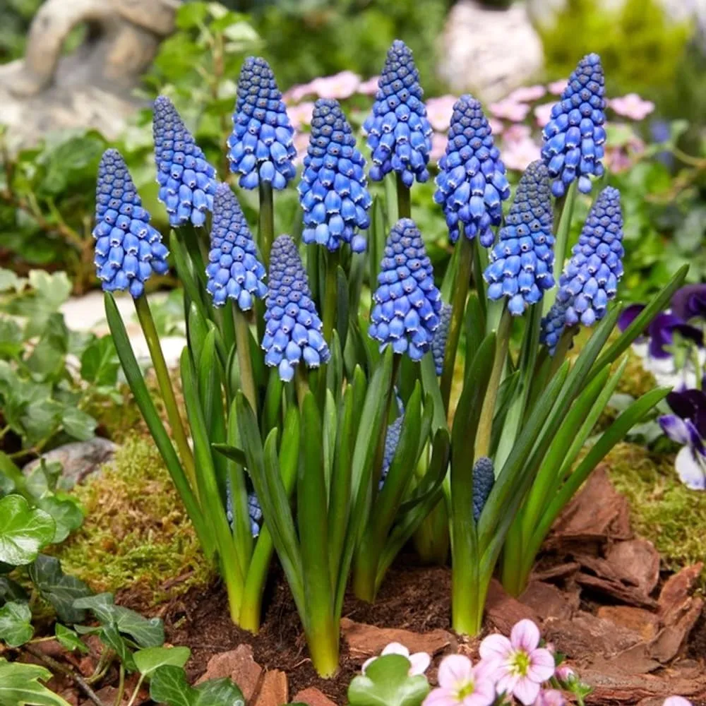 Muscari armeniacum 'Big Smile' (Grape Hyacinth)