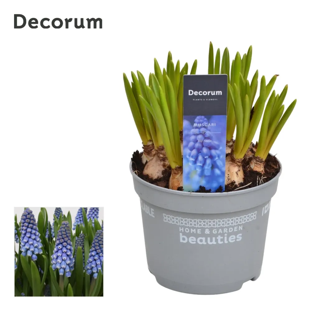 Muscari armeniacum 'Big Smile' (Grape Hyacinth)