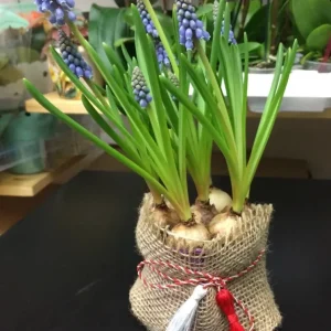 Muscari sac de iuta cu fir de martisor inclus