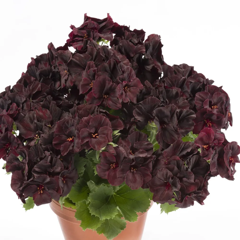 Muscata Aristo Black Velvet