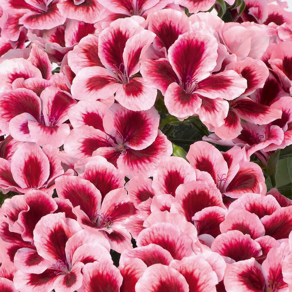 Muscata Aristo Strawberry Cream