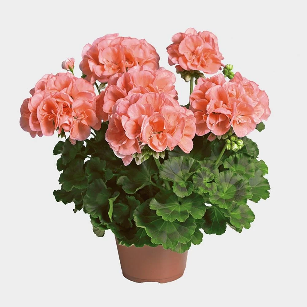 Muscata Calais