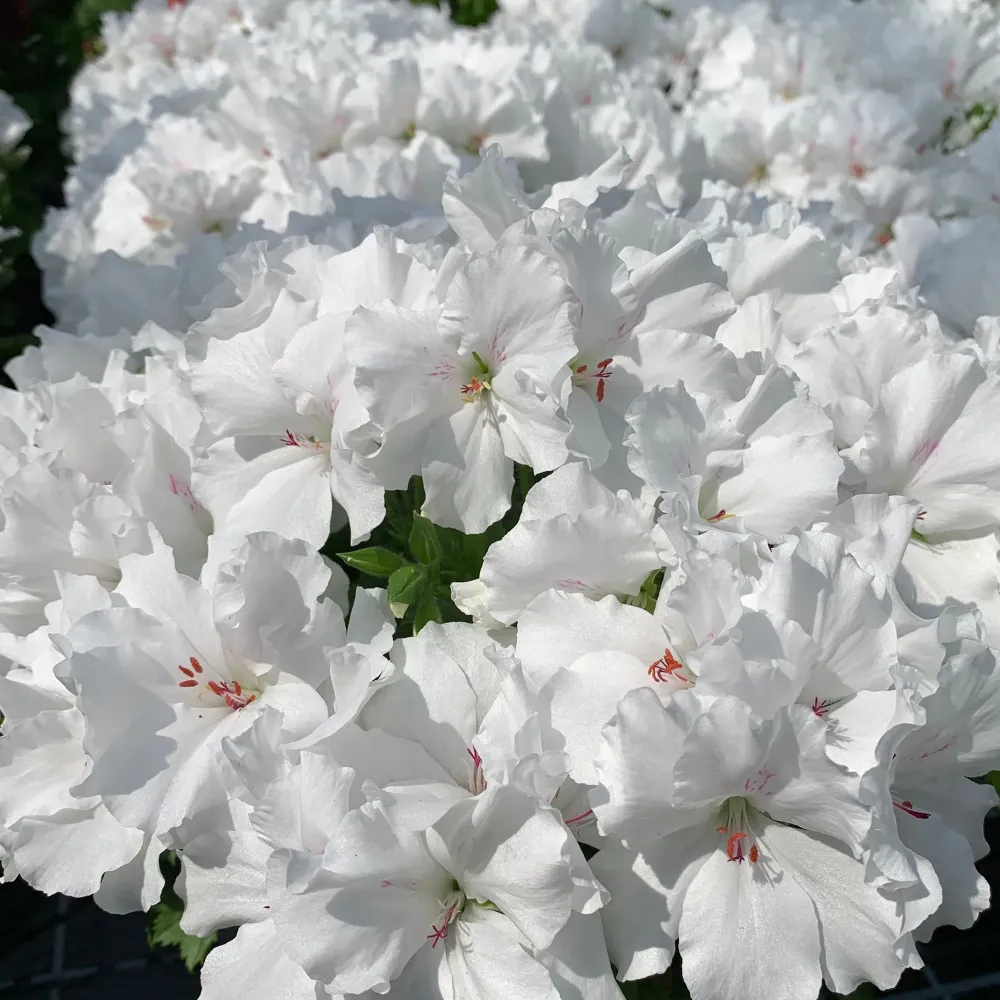 Muscata Candy Flowers White