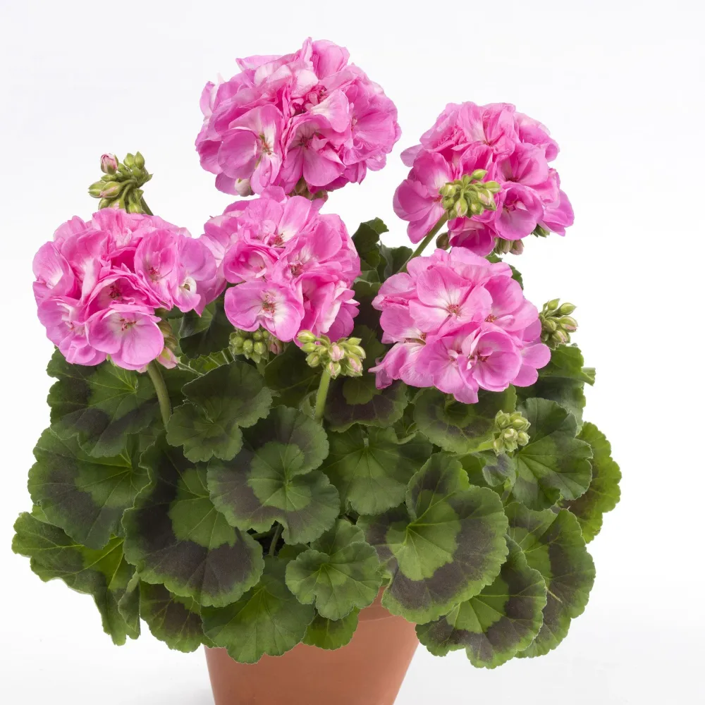Muscata Candy Pink