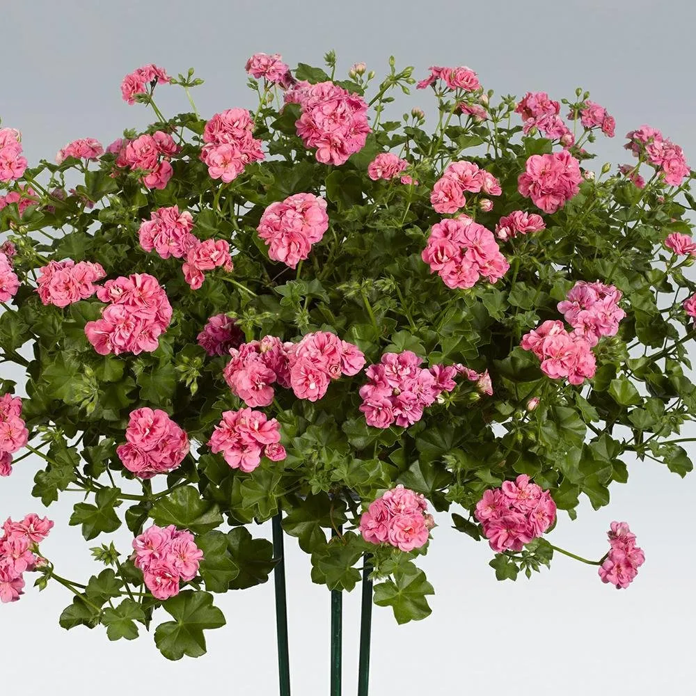 Muscata Curgatoare Pink Sibyl