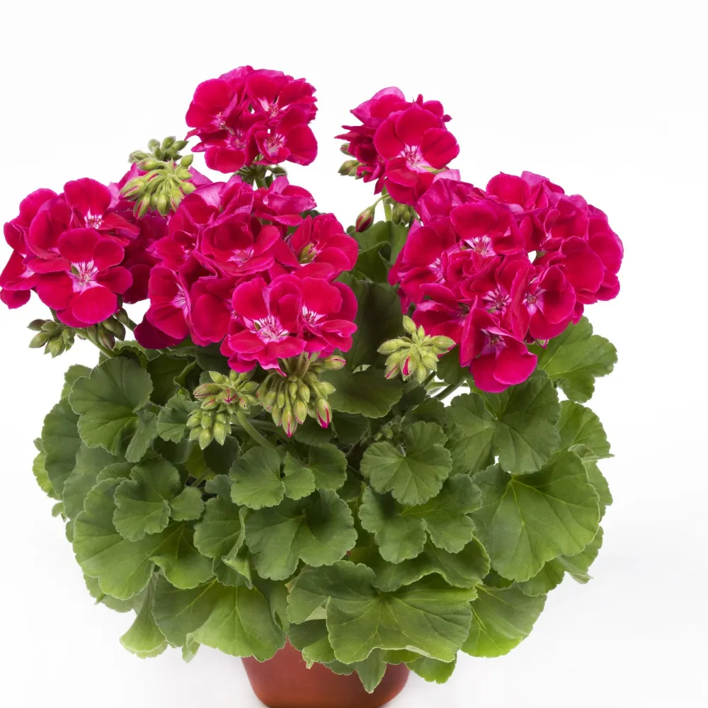 Muscata Flower Fairy Red Splash