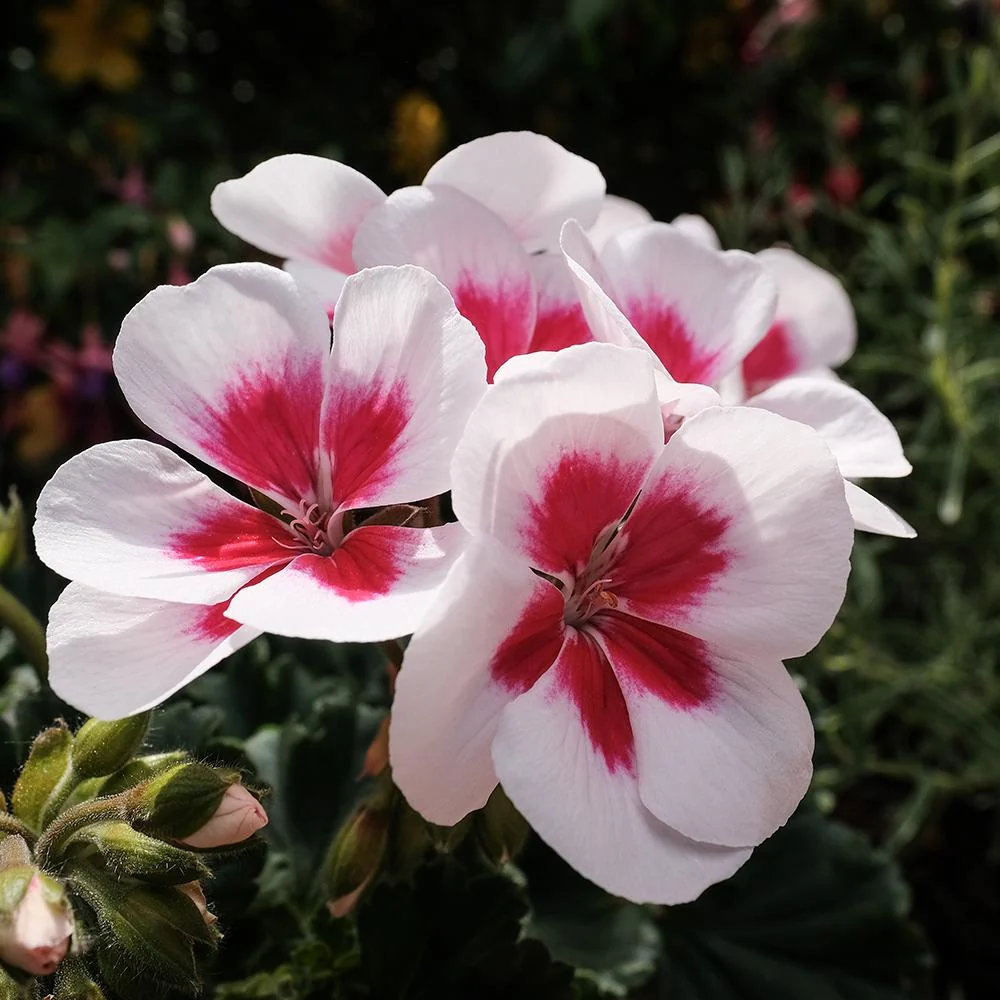 Muscata Flower Fairy White Splash