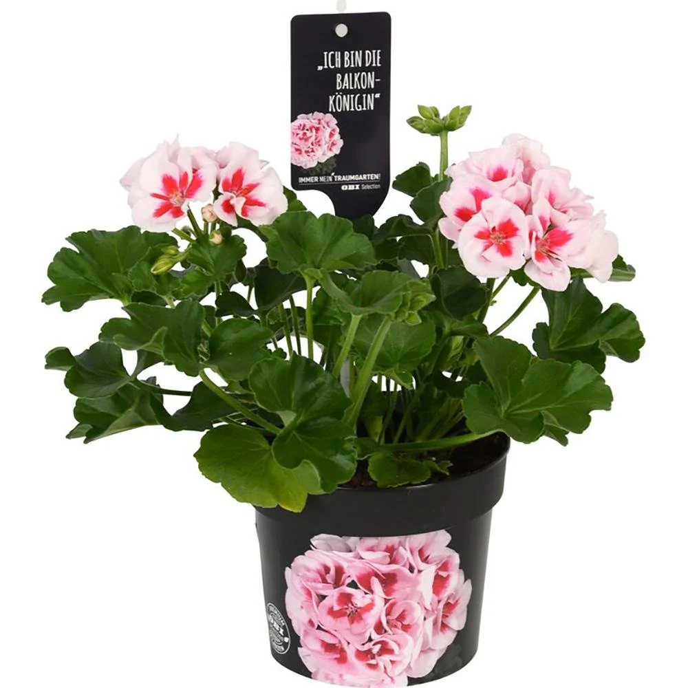 Muscata Flower Fairy White Splash