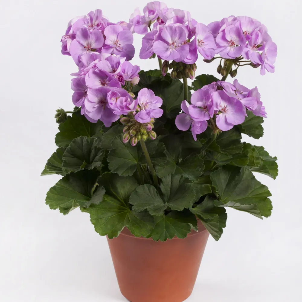 Muscata Greta
