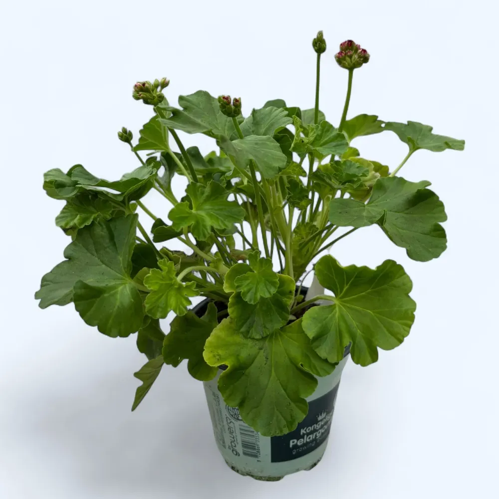Muscata trandafir - Pelargonium Hybrid Rosebud