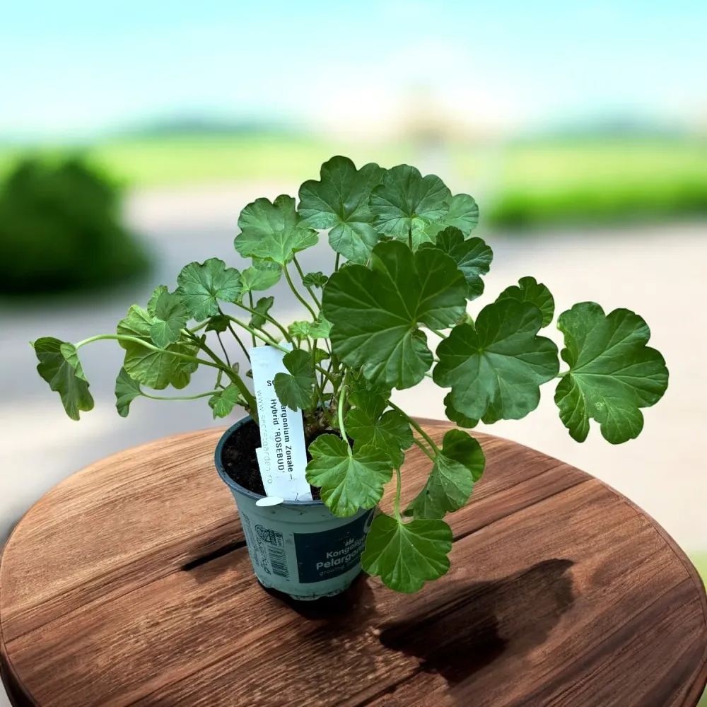 Muscata trandafir - Pelargonium Hybrid Rosebud