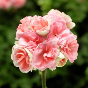 Muscata trandafir - Pelargonium Rosebud ‘Astrid Lindgren’