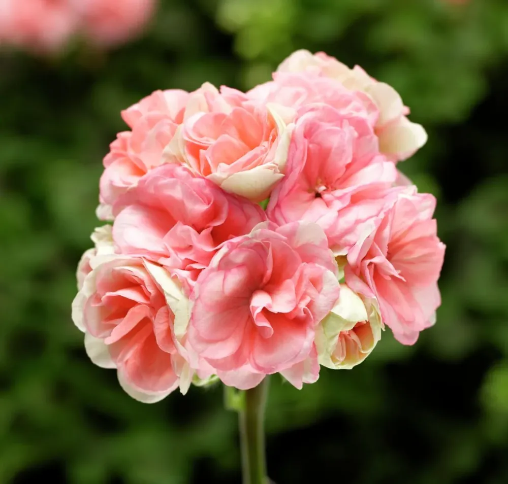 Muscata trandafir - Pelargonium Rosebud ‘Astrid Lindgren’