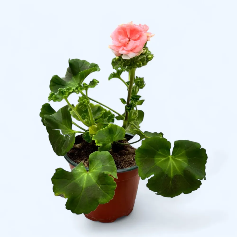 Muscata trandafir - Pelargonium Rosebud ‘Astrid Lindgren’