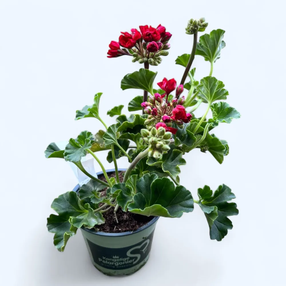 Muscata trandafir - Pelargonium Royal Rosebud ‘Carmen Andrea’