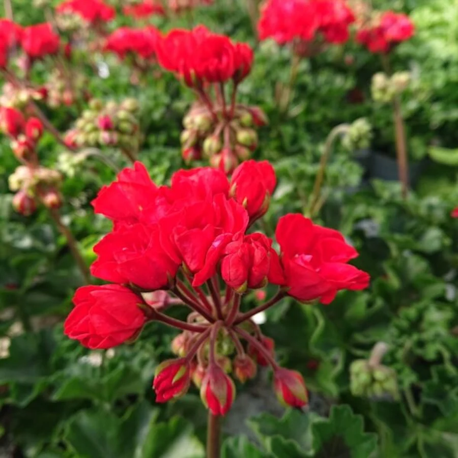 Muscata trandafir - Pelargonium Royal Rosebud ‘Carmen Andrea’