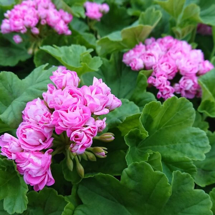 Muscata trandafir - Pelargonium Royal Rosebud 'Prinsesse Filippa'
