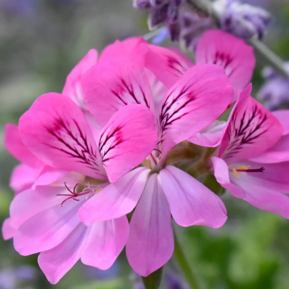 Muscate antitantari parfumate - Pelargonium ‘Pink Capitatum’