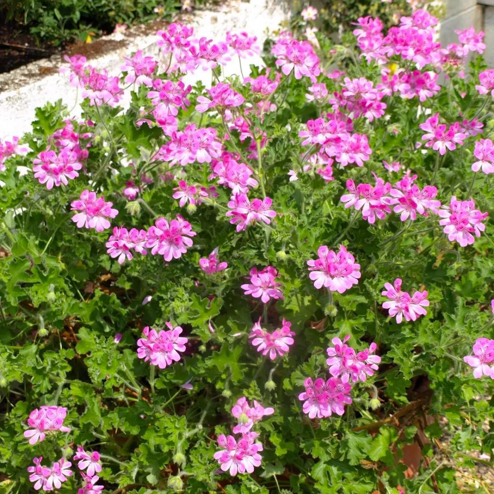 Muscate antitantari parfumate - Pelargonium ‘Pink Capitatum’