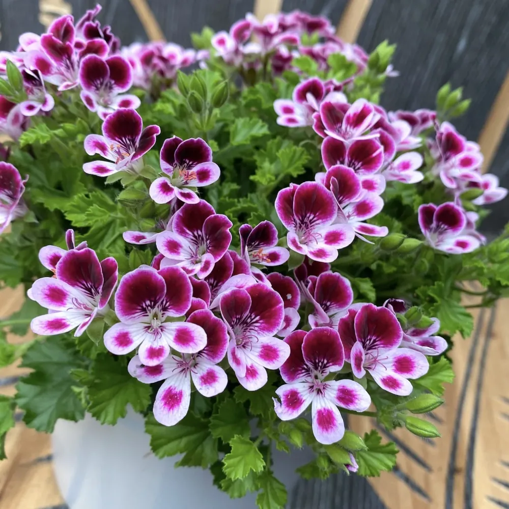 Muscate antitantari parfumate - Pelargoniums Angel Nova D12