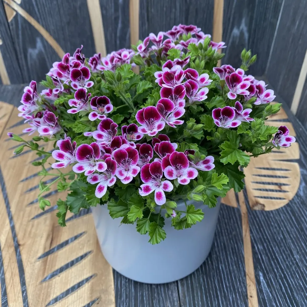 Muscate antitantari parfumate - Pelargoniums Angel Nova D12