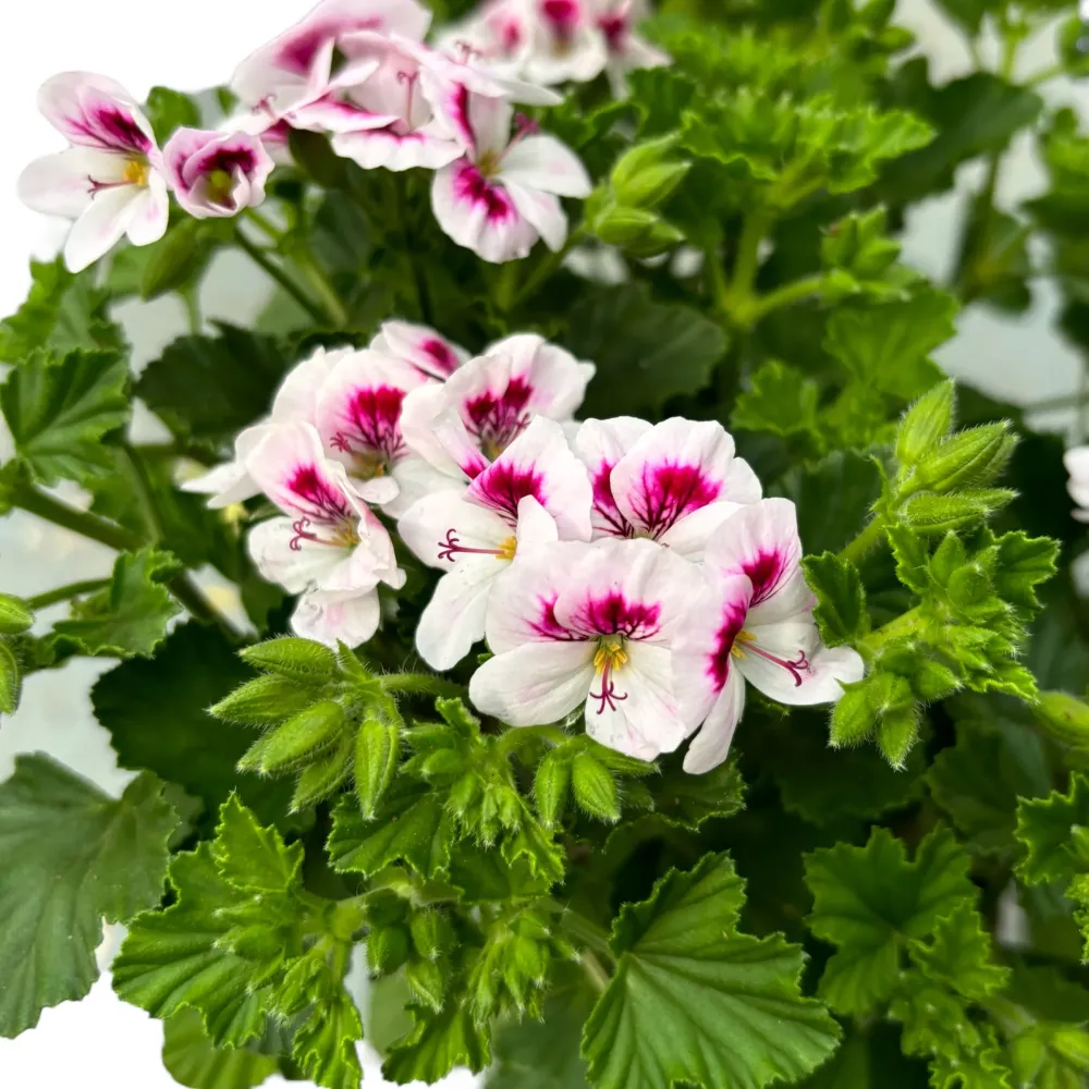 Muscate antitantari - Pelargonium 'Angel Lizzy'