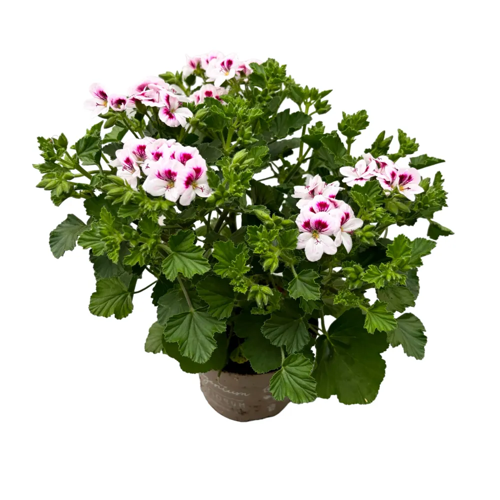 Muscate antitantari - Pelargonium 'Angel Lizzy'