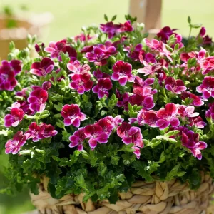 Muscate antitantari - Pelargonium ‘Angel Perfume Jet’
