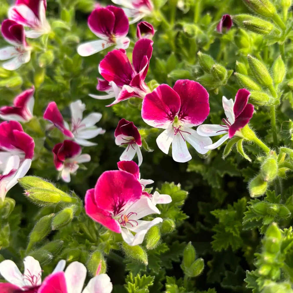 Muscate antitantari - Pelargonium ‘Angel Perfume Senna'