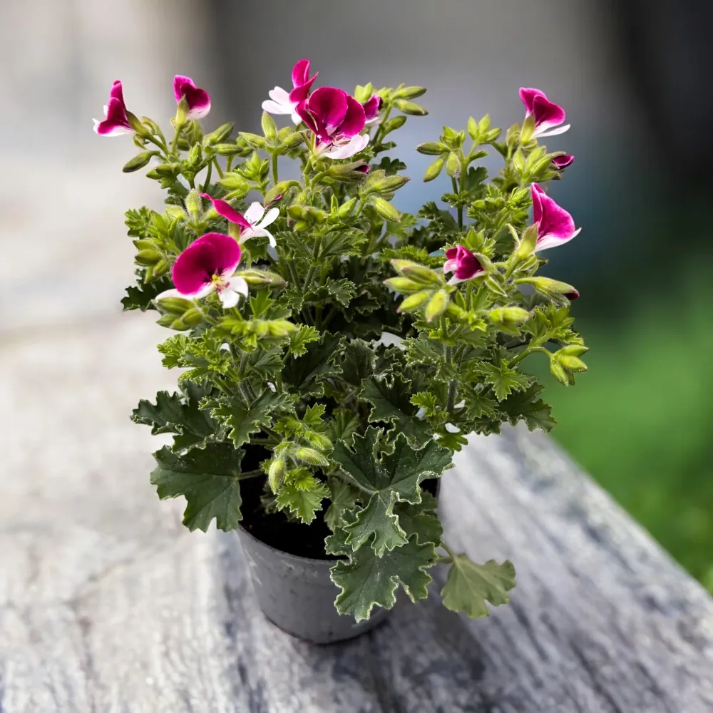 Muscate antitantari - Pelargonium ‘Angel Perfume Senna'