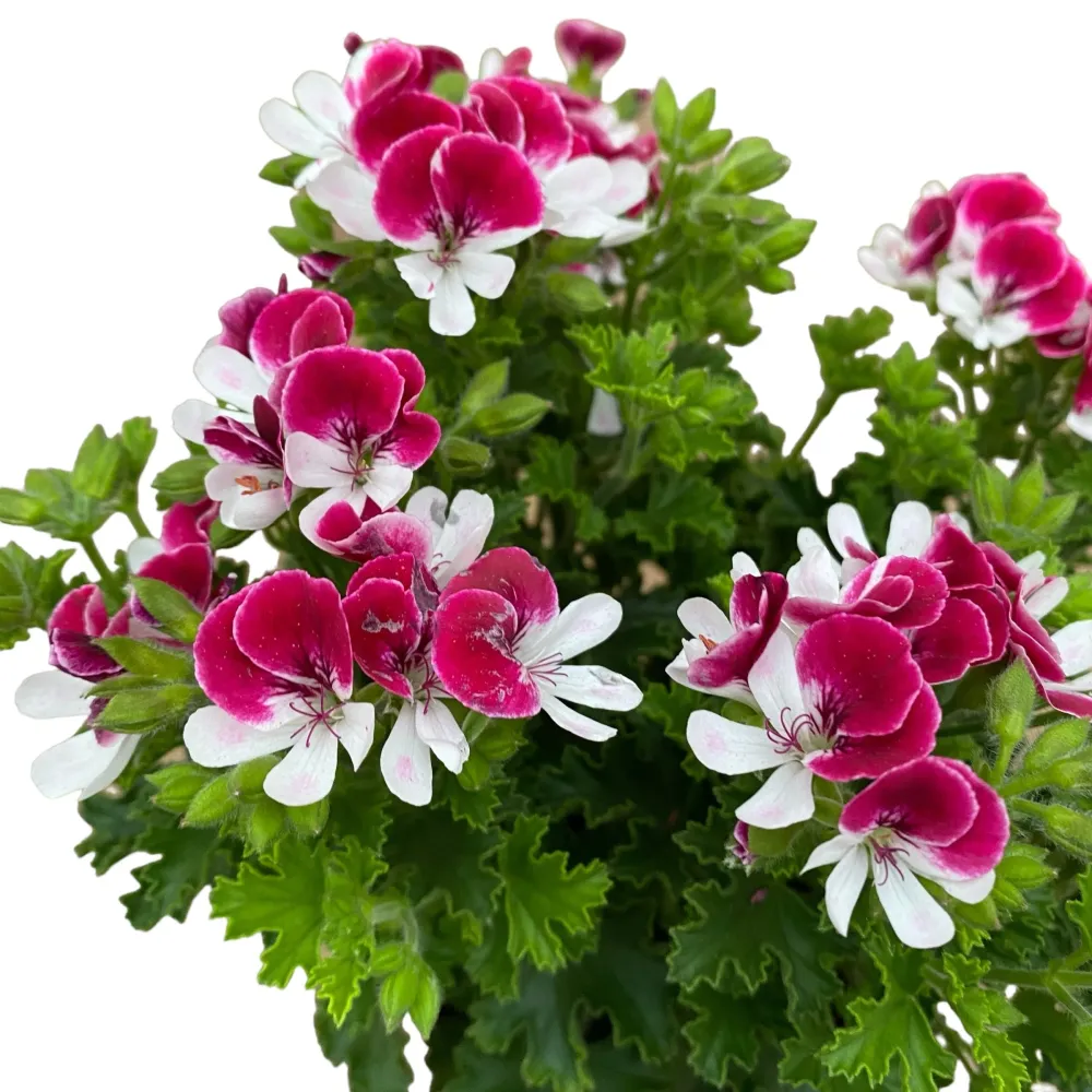 Muscate antitantari - Pelargonium ‘Angel Perfume Senna'