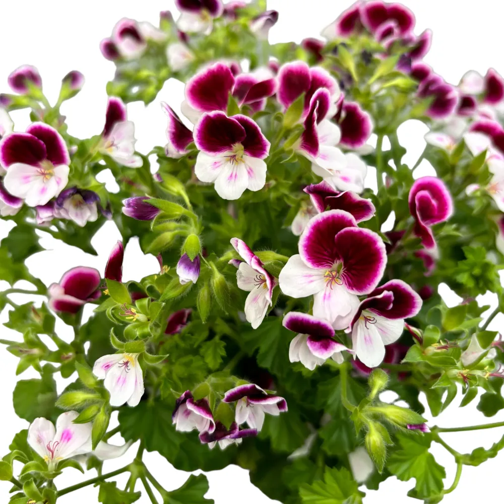 Muscate antitantari - Pelargoniums Angel Eva