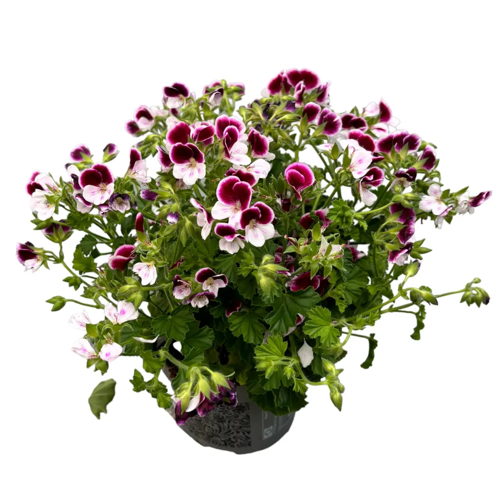 Muscate antitantari - Pelargoniums Angel Eva