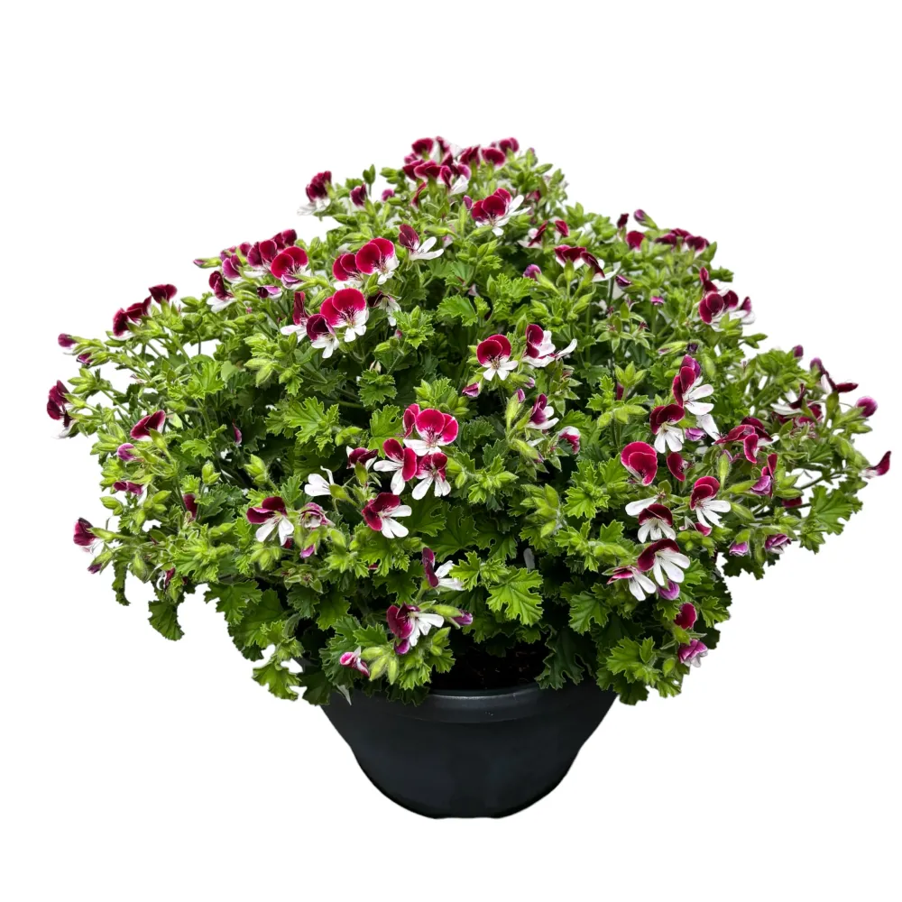 Muscate antitantari - Pelargoniums Angel Parfume 'Senna' (exemplare XXL)