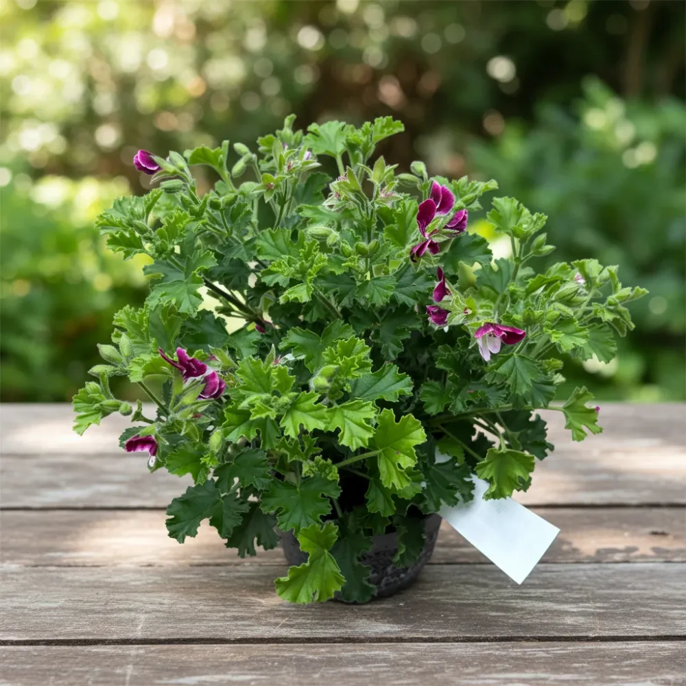 Muscate antitantari - Pelargoniums ‘Angel Parfume Senna' D12