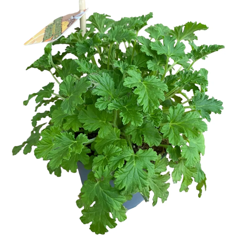 Muscate parfumate antitantari - Pelargonium graveolens 'Citrosa' (indrusaim)