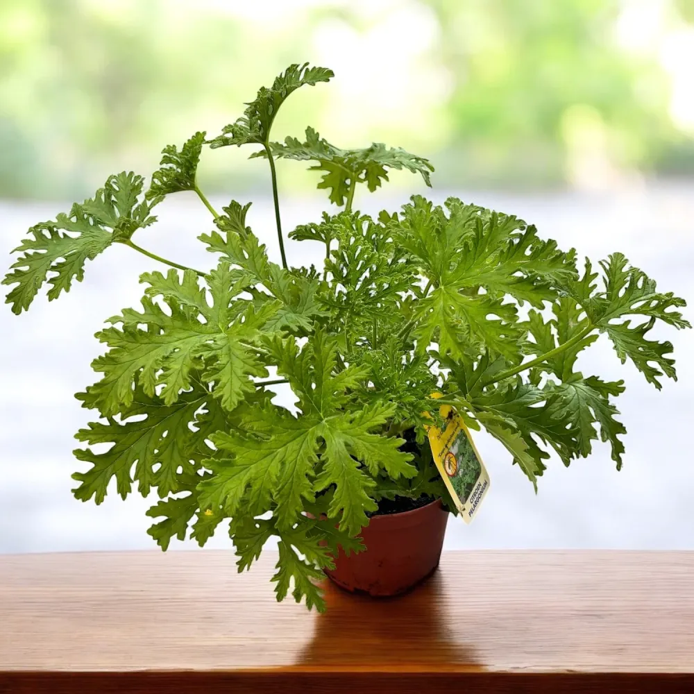 Muscate parfumate antitantari - Pelargonium graveolens 'Lemon' (Indrusaim) D15